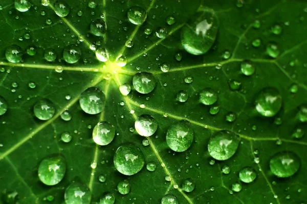 Gotas de lluvia frescas en una hoja —  Fotos de Stock