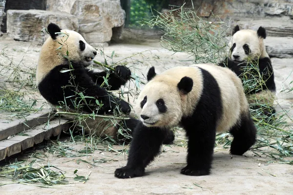 Panda björnar i Peking — Stockfoto
