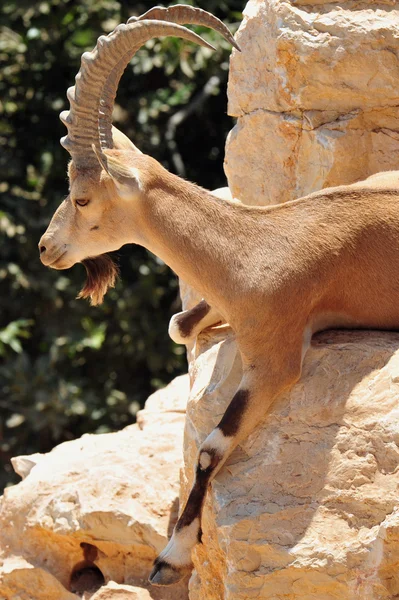 Zoológico bíblico de Jerusalén —  Fotos de Stock