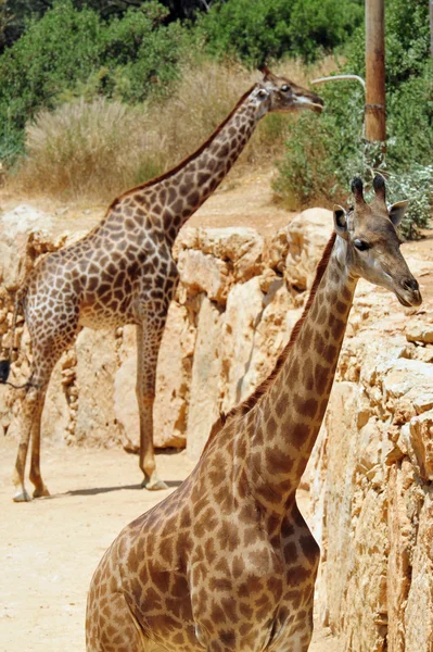 Jerusalem Biblical Zoo — Stock Photo, Image