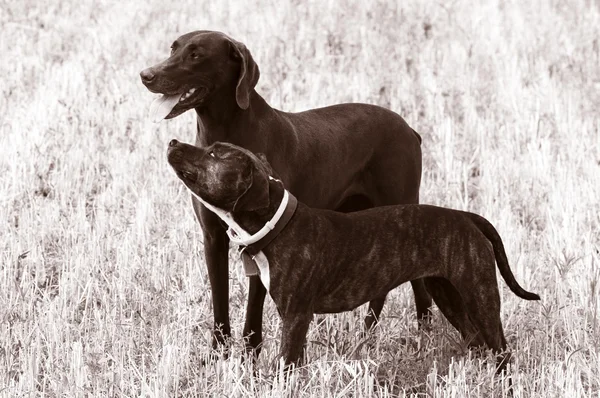 Sevgi dolu köpek ailesi — Stok fotoğraf