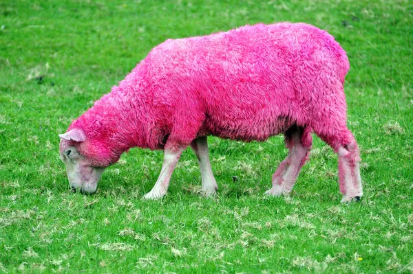 Розовая овца — стоковое фото