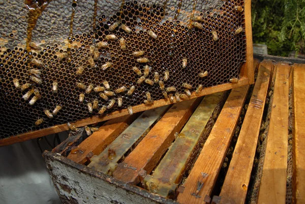 Colmeia de abelhas — Fotografia de Stock