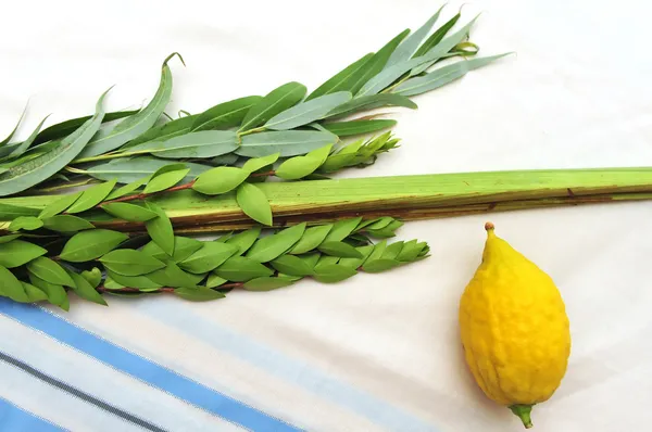 Vier Arten für den jüdischen Feiertag sukkoth — Stockfoto