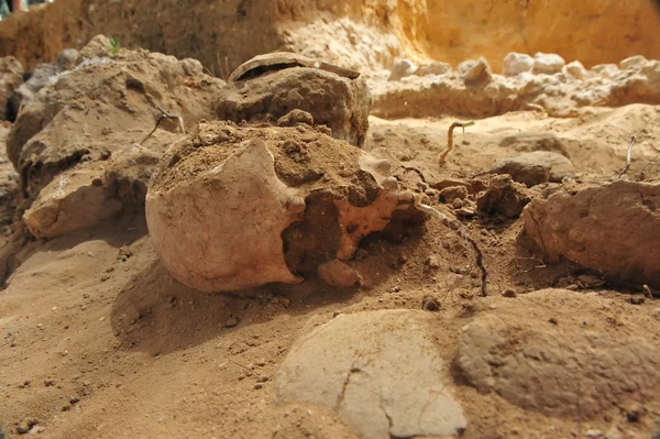Mänsklig skalle utgrävning — Stockfoto