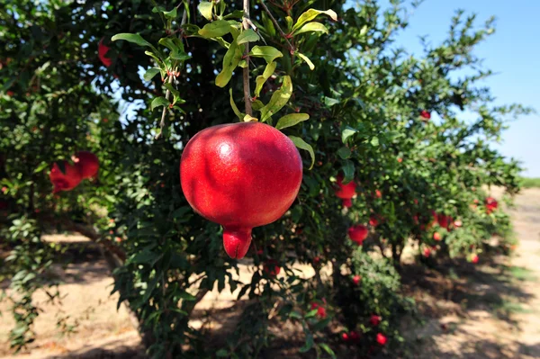 이스라엘에서 석류 열매 — 스톡 사진