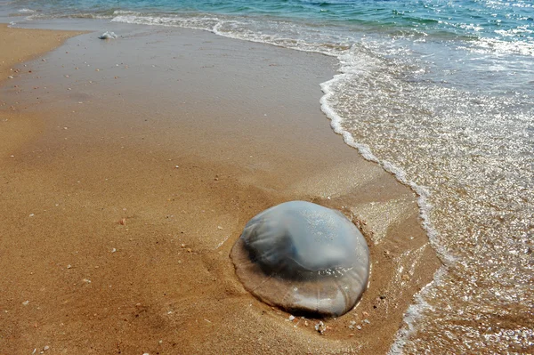 Jellyfish on a Beach — Stock Photo, Image