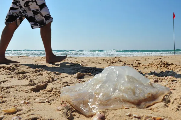 Meduza na plaży — Zdjęcie stockowe