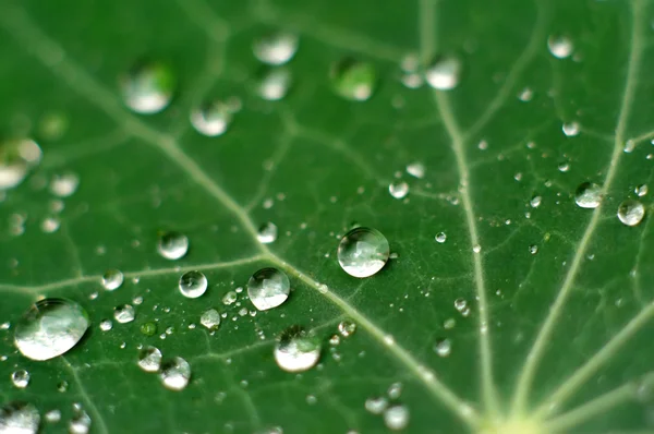 葉の上に新鮮な雨滴 — ストック写真