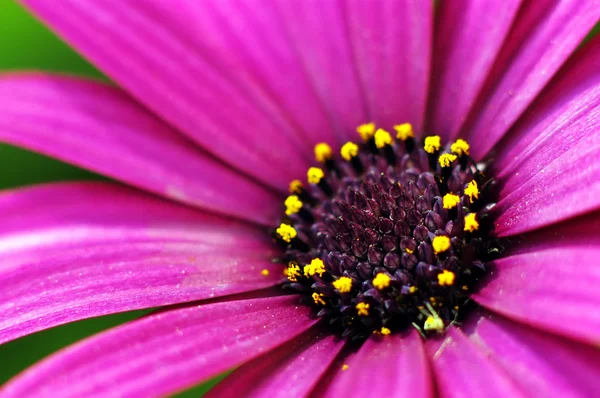 Purple daisy blomman — Stockfoto
