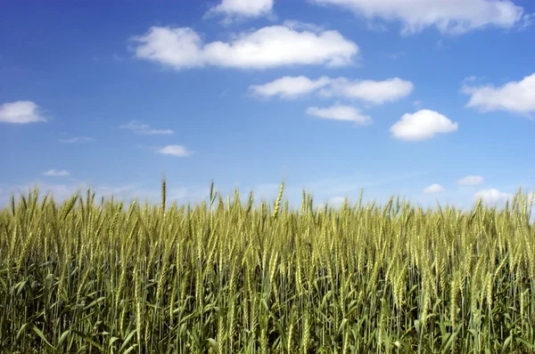 Zielonej pszenicy z błękitnego nieba — Zdjęcie stockowe