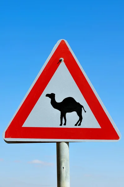 Verkeerstekens - pas op voor kamelenoversteek — Stockfoto
