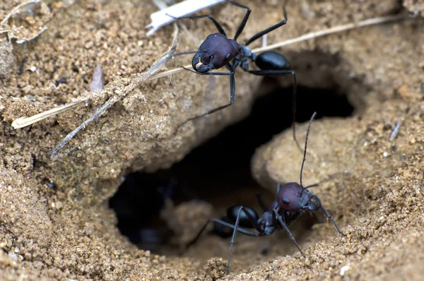 Mrówki — Zdjęcie stockowe