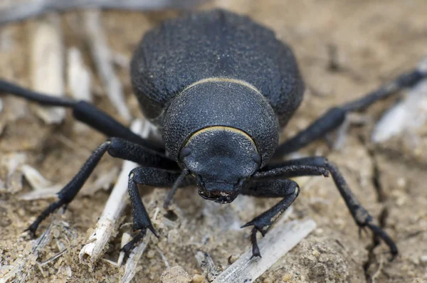 ナミブ砂漠のカブトムシ — ストック写真