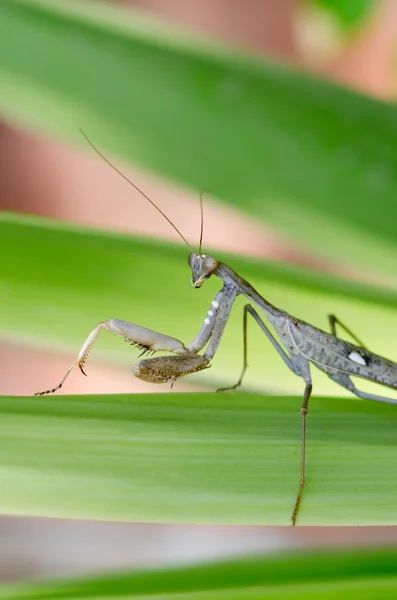 Natuur en dieren in het wild foto's - praying mantis — Stockfoto