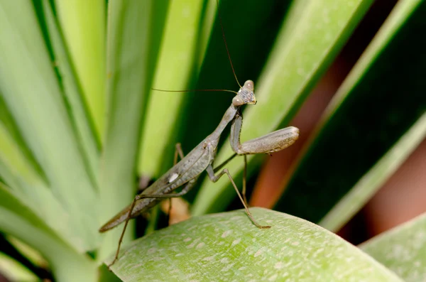 Natuur en dieren in het wild foto's - praying mantis — Stockfoto