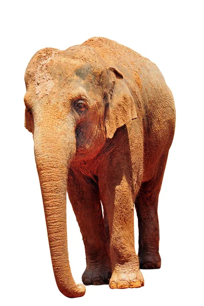 Silhouette Asiatisk elefant i en djurpark — Stockfoto