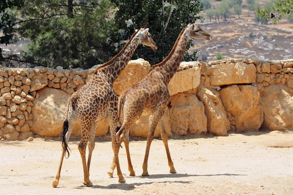 Zoológico bíblico de Jerusalén — Foto de Stock
