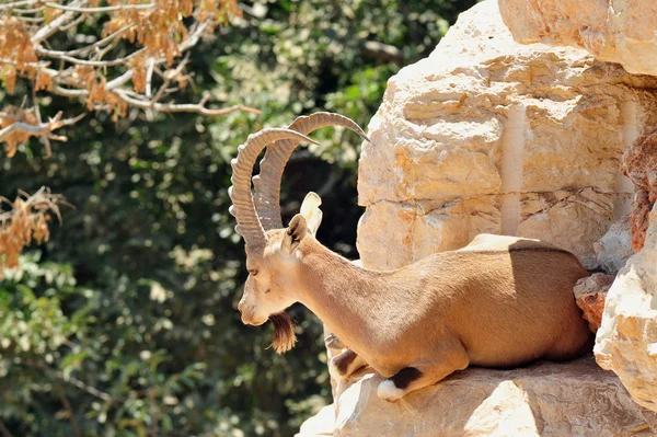 Jerusalem bibliska zoo — Stockfoto