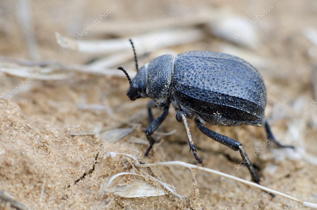 Namib Desert Beetle — Stock Photo #11117003