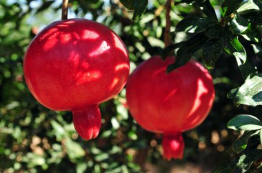 Pomegranate Orchard - Jewish New Year Symbol clipart