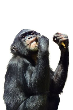 Silhouette of a Chimpanzee Monkey clipart