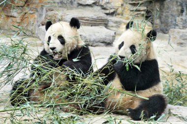 Panda Bears in Beijing China clipart
