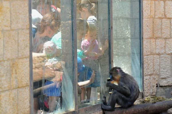Иерусалимский библейский зоопарк — стоковое фото