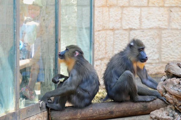 Kudüs İncille Hayvanat Bahçesi — Stok fotoğraf
