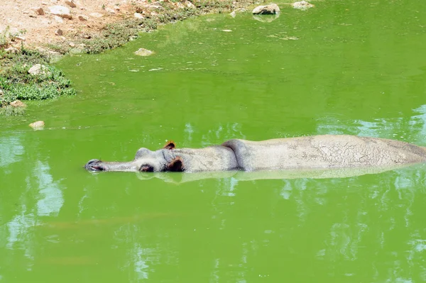 Hippo in groen water — Stockfoto