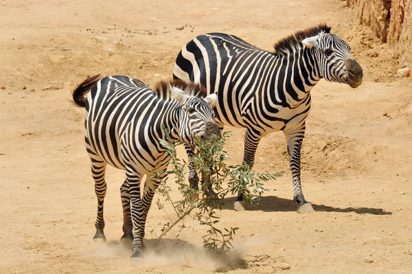 Zebra in Zoo — Stock Photo, Image