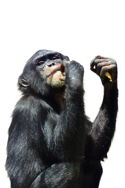 Siluet bir şempanze maymun — Stok fotoğraf