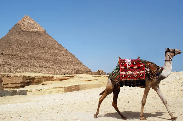 Пирамида Шефрена, Гиза, Египет — стоковое фото