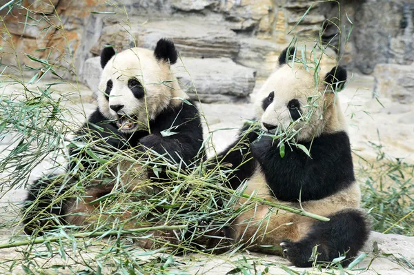 Panda αρκούδες στο Πεκίνο της Κίνας — Φωτογραφία Αρχείου
