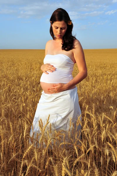 Een jonge zwangere vrouw in een tarweveld — Stockfoto
