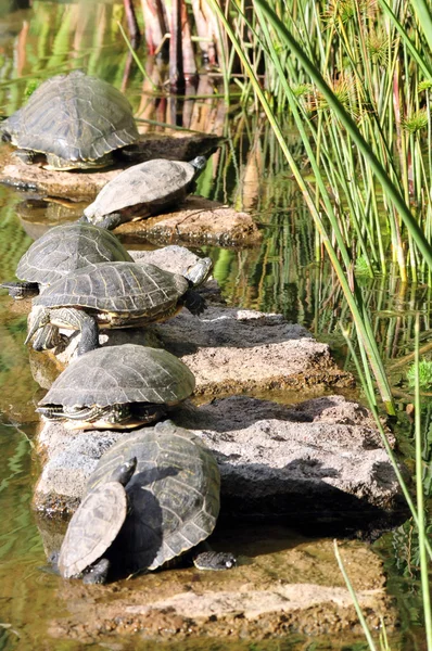 Żółwie wodne — Zdjęcie stockowe