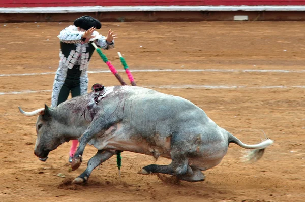 Mexická býk boj — Stock fotografie