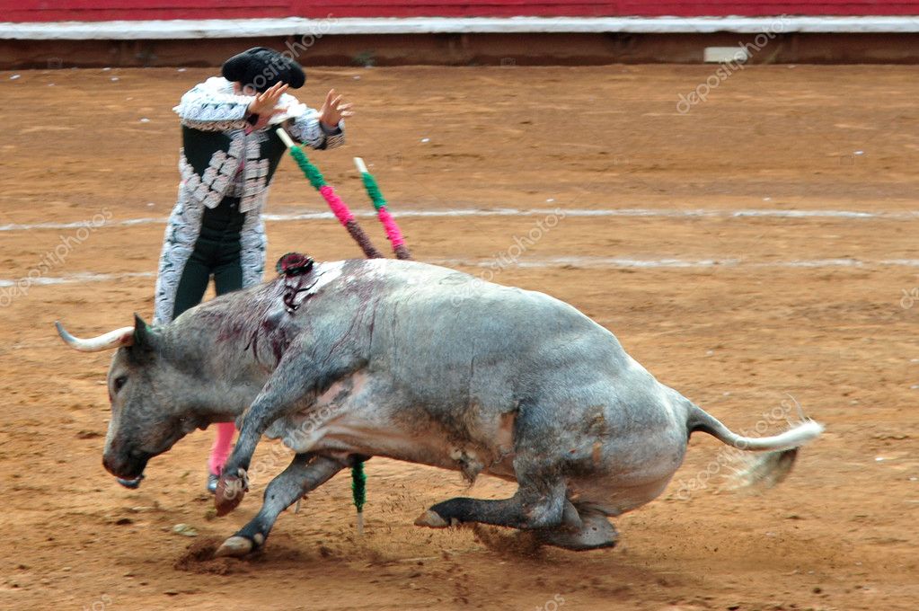 Fotos de Luta de touros, Imagens de Luta de touros sem royalties