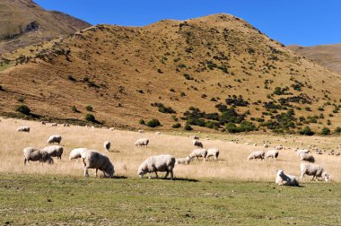 çiftlik south Island, Yeni Zelanda