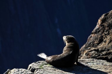 Yeni Zelanda fiordland