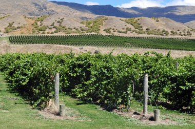 New Zealand Vineyard clipart