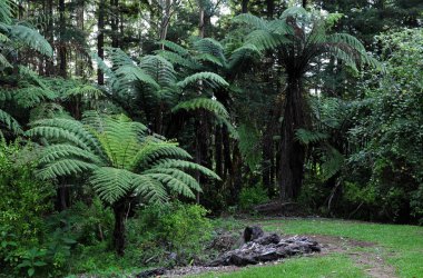 Native Bush, New Zealand clipart