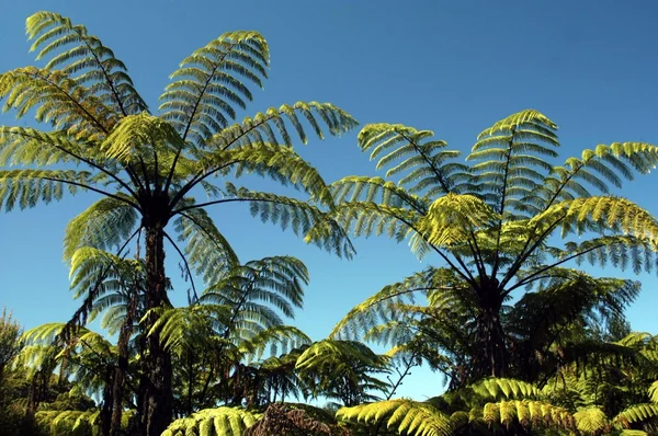 新西兰 punga 树 — 图库照片