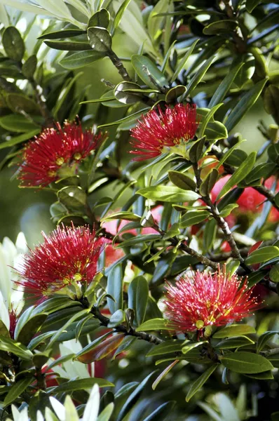 Pohutuakawa Tree, New Zealand — Stock Photo, Image