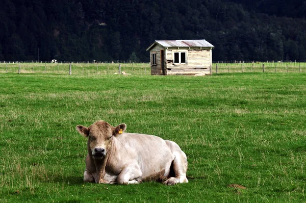Eski çiftlik boğa Yeni Zelanda — Stok fotoğraf