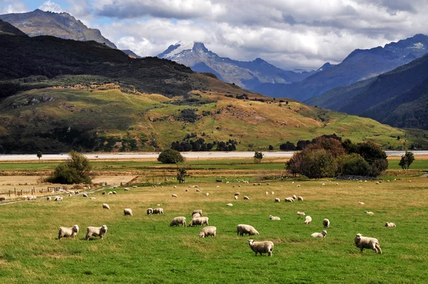 Gospodarstwo Południowa Wyspa Nowej Zelandii — Zdjęcie stockowe