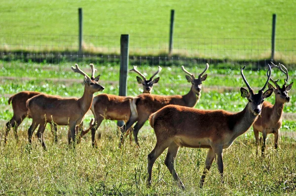 Deer Farm New Zealand — Stok Foto