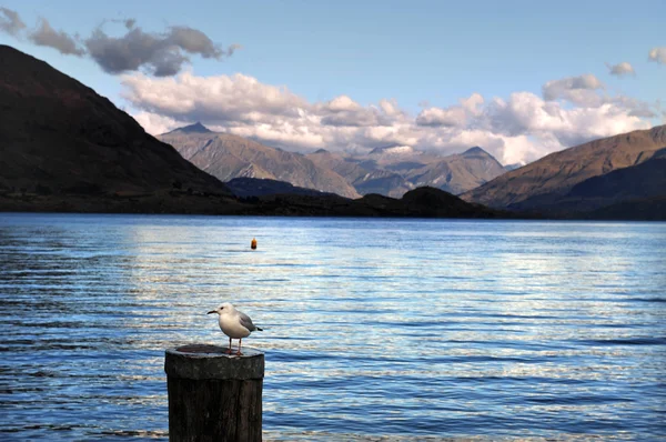 Sea View of South Island, New Zealand — Stock Photo, Image