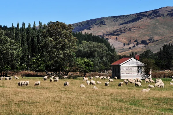 Edifício Old Farm Nova Zelândia — Fotografia de Stock