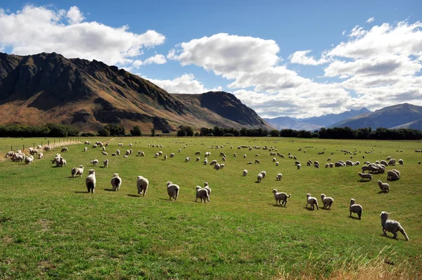 Farm South Island New Zealand – stockfoto